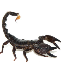 Emperor Scorpion (Pandinus imperator)