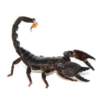 Emperor Scorpion (Pandinus imperator)
