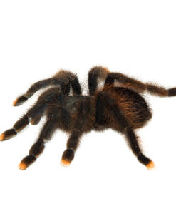 Fullsizeoutput B9 1024x 247x296