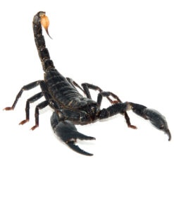 Fullsizeoutput Bd 1024x 247x296