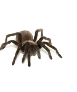 Fullsizeoutput Be 1024x 247x296