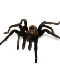 Texas Tan Tarantula (Aphonopelma anax)