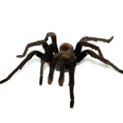 Texas Tan Tarantula (Aphonopelma anax)