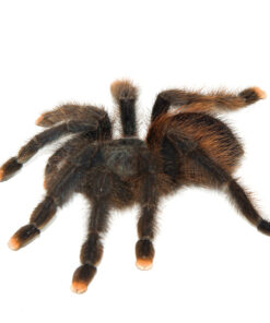 Pink Toe Tarantula (Avicularia avicularia)