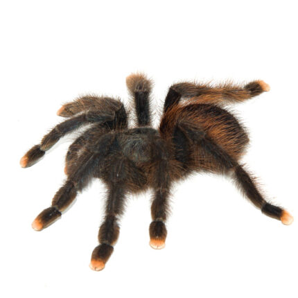 Pink Toe Tarantula (Avicularia avicularia)