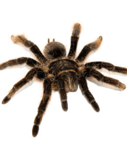 Curly Hair Tarantula (Brachypelma albopilosus)