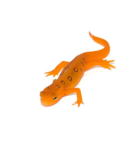 Fullsizeoutput D2 1024x 247x296