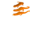Red Eft (Notophthalmus viridescens)