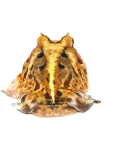 Fullsizeoutput D8 1024x 247x296