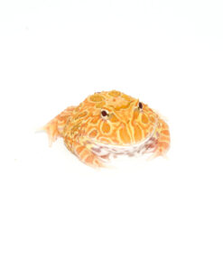 Strawberry Pacman Frog (Ceratophrys cranwelli)