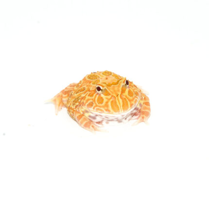 Strawberry Pacman Frog (Ceratophrys cranwelli)