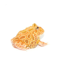 fullsizeoutput_e0_1024x Fullsizeoutput E0 1024x 247x296