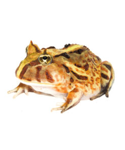 Brazilian Horned Frog Babies (Ceratophrys aurita)