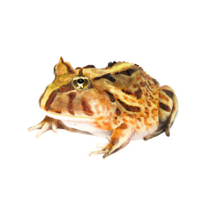 Brazilian Horned Frog Babies (Ceratophrys aurita)