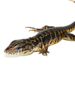 Gold Tegu (Tupinambis teguixin)