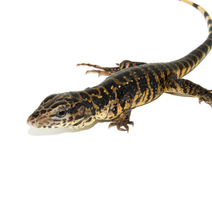 Gold Tegu (Tupinambis teguixin)