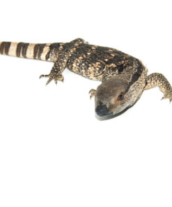 Cape Banded White Throat Monitor (Varanus albigularis)