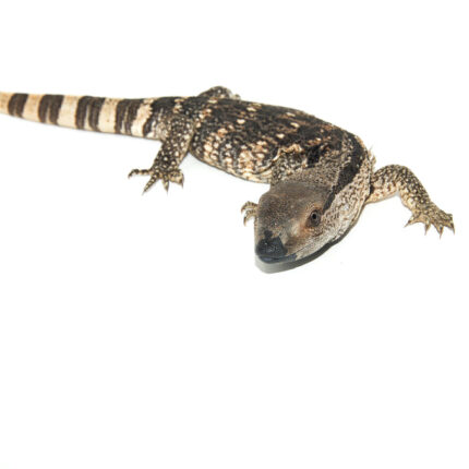 Cape Banded White Throat Monitor (Varanus albigularis)