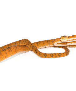 Amazon Tree Boa Orange Color Phase (Corallus hortulanus)