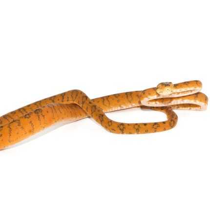 Amazon Tree Boa Orange Color Phase (Corallus hortulanus)