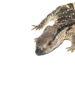 Fullsizeoutput F1 1024x 247x296