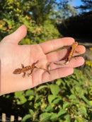 Premium Crested Gecko Babies (Correlophus ciliatus)