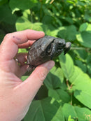 Aldabra Tortoise USA CB 2023 #3 (Aldabrachelys gigantea)