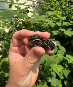African Dwarf Mud Turtle Babies (Pelusios nanus)