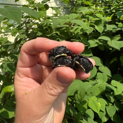 African Dwarf Mud Turtle Babies (Pelusios nanus)