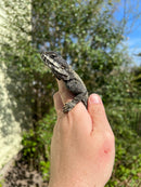 Melanistic Painted Agama (Laudakia stellio stellio)