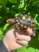 Brazilian Cherryhead Tortoise 2021 #11 (Chelonoidis carbonaria)