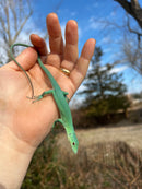 Green Keel-Bellied Lizards (Gastropholis prasina)