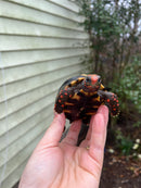 Brazilian Cherryhead Tortoise 2021 #6 (Chelonoidis carbonaria)