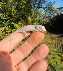 Orange Blotched Gargoyle Gecko Well Started Babies (Rhacodactylus auriculatus)