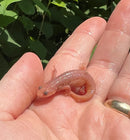 Leucistic Spanish Ribbed Newt Babies (Pleurodeles waltl)