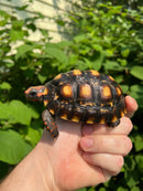 Brazilian Cherryhead Tortoise 2021 #19 (Chelonoidis carbonaria)