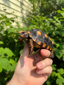 Brazilian Cherryhead Tortoise 2021 #15 (Chelonoidis carbonaria)