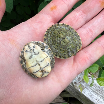 Rio Grande River Cooter Babies (Pseudemys gorzugi)