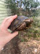 Burmese Brown Mountain Tortoise Female 2 ( Manouria emys emys)