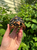 Brazilian Cherryhead Tortoise 2021 #18 (Chelonoidis carbonaria)