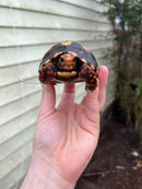 Brazilian Cherryhead Tortoise 2021 #4 (Chelonoidis carbonaria)