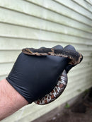 Banded Water Snake (Nerodia fasciata)