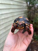 Brazilian Cherryhead Tortoise 2021 #5 (Chelonoidis carbonaria)