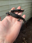 Italian crested newt (Triturus carnifex)