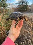 Burmese Brown Mountain Tortoise Female 1 ( Manouria emys emys)