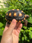 Brazilian Cherryhead Tortoise 2021 #14 (Chelonoidis carbonaria)
