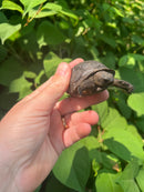 Aldabra Tortoise USA CB 2023 #1(Aldabrachelys gigantea)