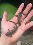 Spanish Ribbed Newt Adults (Pleurodeles waltl)