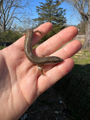 Ocellated Skink (Chalcides ocellatus ocellatus)