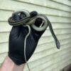 Blue Striped Ribbon Snake (Thamnophis sauritus) Image 9a223db3 D926 419a B042 354d4a7641e1 130x 100x100